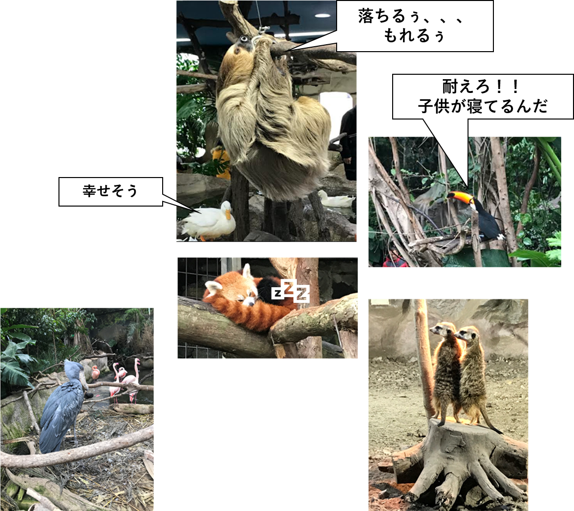 動物に興味のない大人の行く動物園 もしも目指すなら